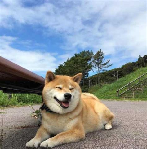 適合在家養的小寵物